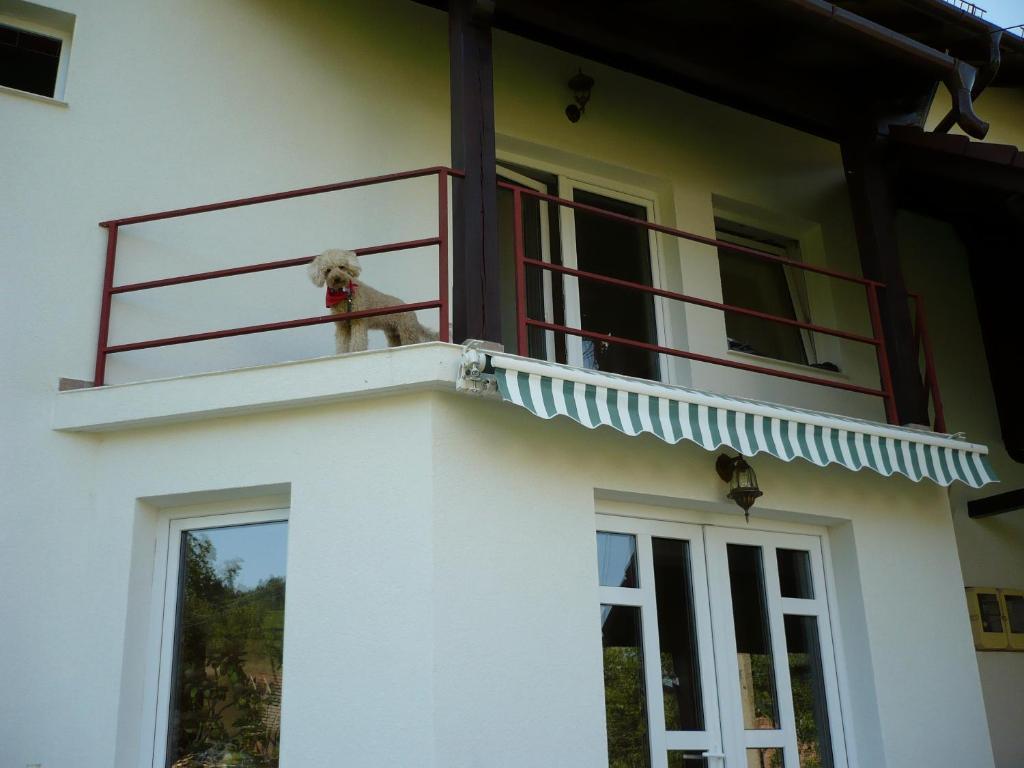 Pension Piatra Craiului Alsómoécs Kültér fotó